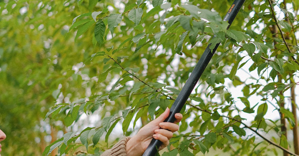 How often do trees need to be trimmed?